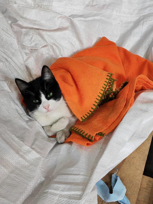 Zipper amabile giocherellone Foto 3